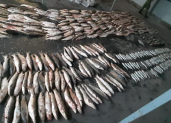 В акватории Таганрогского залива задержали троих браконьеров 