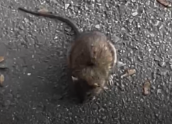 Толстенького крысеныша заметили в центре Таганрога