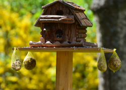 В Таганроге городские птицы стали для людей почти как питомцы