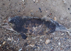 Сожженную азовку нашли на побережье Таганрогского залива