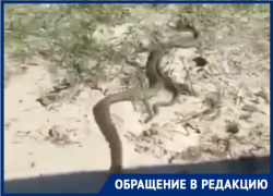 Не слишком много ли в Таганроге змей?