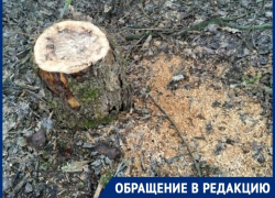 "Вырубают последние дубы на дрова"? Снова об уничтожении леса под Таганрогом