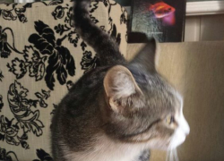 Кот-Блокнот отмечает сегодня Всероссийский день кота