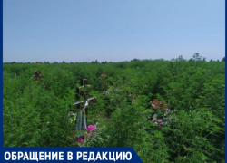 «Придём, вдохнем и рядом ляжем!»: Таганрожцев возмутило количество амброзии на Мариупольском кладбище