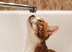 В Таганроге 14 августа ограничено водоснабжение на трех улицах