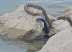 Крупная змея на пляже «Тополёк» напугала таганроженку