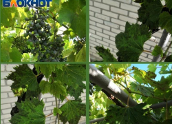 Чем болеет виноград в Таганроге 