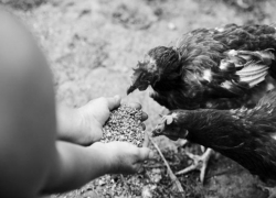 Если не от коронавируса, то от птичьего гриппа: таганрожцам грозит смертельная опасность