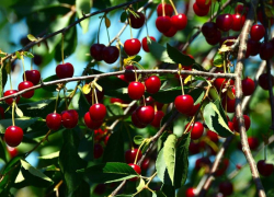 В Таганроге 15-летний подросток погиб, собирая вишню