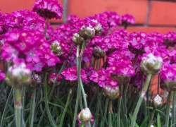 Тайный знак: как отличить по-настоящему хороший питомник 