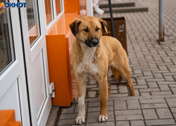 57 млн нужно на строительство питомника для бездомных собак в Таганроге