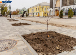 А разве что-то не так? – в Администрации Таганрога вдруг вспомнили про деревья