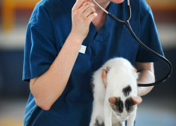В Таганроге можно бесплатно привить собак и кошек от бешенства - даты и адреса