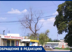 Неизвестные «умельцы» от благоустройства  сделали экстравагантную обрезку дерева в Таганроге