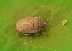 Заморозки, засуха, а теперь и вредная черепашка покушаются на урожай в области