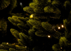 Выбрасываем елку экологично