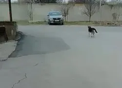 Стаю собак, напавшую на девочку в Таганроге, обещают экстренно отловить