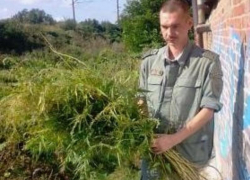 Казаки Таганрога снова уничтожили коноплю