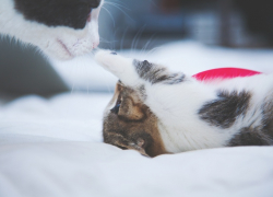 В Тимофеевские морозы таганрожцам нельзя стричься, зато нужно веселиться