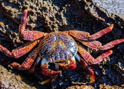 Американский гость: в Азовском море заметили краба из США