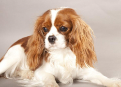 Мошенник из Таганрога обманул жительницу Рязани, пообещав привести породистого  щенка