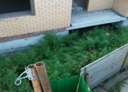Жители центра города пожаловались на растущую рядом коноплю 