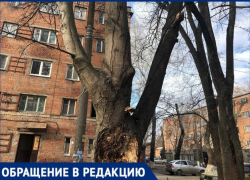 Таганрожцы рискуют жизнью, проходя под опасным, мертвым деревом