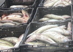 Браконьер под Таганрогом пытался вывезти рыбу на 800 тысяч рублей