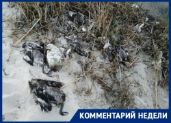 Администрация Таганрога прокомментировала ситуацию с мертвыми птицами на побережье