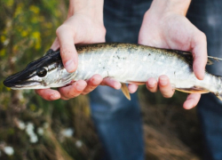 Таганрожцам рассказали, когда будет восстановлен промысел осетровых в Азовском море