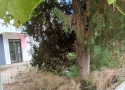 Становится рассадником заразы: грязный "анклав" в центре Таганрога