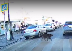 Таганрогский пес показал мастер-класс людям, как правильно переходить дорогу