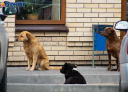 За неделю в Таганроге зафиксировано 36 случаев укусов бездомными собаками