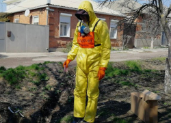 В Таганроге начались работы по дезинсекции и дератизации