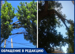 В разных частях города таганрожцы жалуются на деревья, которые мешают электричеству