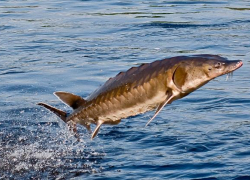 Неужели таганрожцы скоро будут есть чёрную икру ложками?!