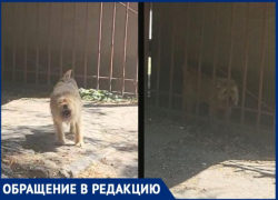 В Таганроге «не наша» собака наводит ужас на прохожих