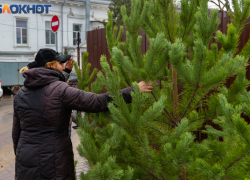 Таганрожцы шокированы ценами на праздничные ёлки