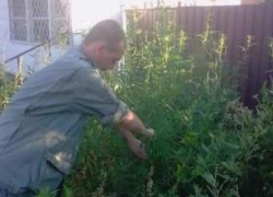 Казаки Таганрога снова уничтожили более 100 кустов конопли