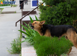 Собачья эпопея Таганрога: 7 миллионов на отлов, а стаи всё растут