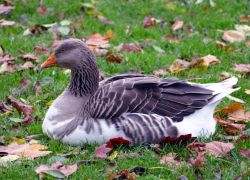 На Никиту Гусятника - особое указание про мелкие монеты и совет к обеду таганрожцам