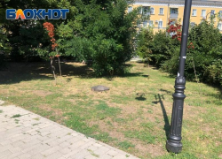 Деньги освоили, а капельный полив в Таганроге так и не появился