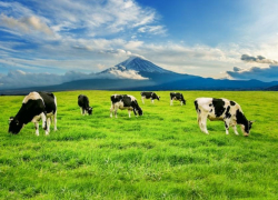 О некачественной молочной продукции на таганрогских прилавках