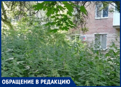 Дом по улице Тольятти в Таганроге шестой год тонет в зарослях травы