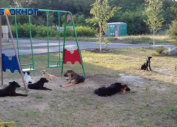 Приют для животных планируют построить в Таганроге 