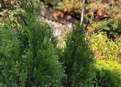 Товар дня: хвойные растения по спеццене