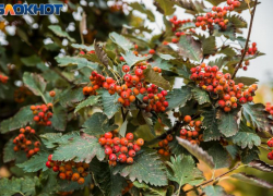 27 ноября — Филиппов день: традиции, приметы и запреты  для таганрожцев