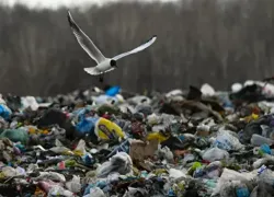 Власти обещают избавиться от таганрогской свалки до конца 2024 года