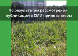 После публикации «Блокнот Таганрог» за траву привлекут МКУ «Благоустройство»