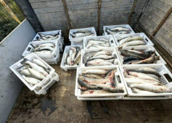 Браконьер из Ростова разорил Таганрогский залив на 8 тысяч рыб и 6,6 миллиона рублей